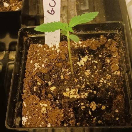 2nd 2026 GMAC JOTI Grape Diamonds ETHOS