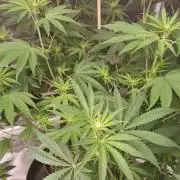 2nd 2026 GMAC JOTI Grape Diamonds ETHOS