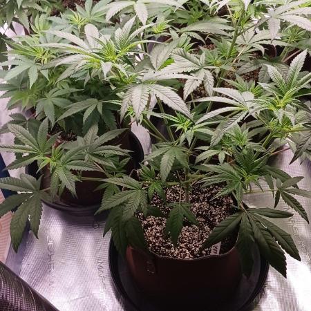 2nd 2026 GMAC JOTI Grape Diamonds ETHOS