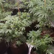 2nd 2026 PInk Kush 3 phenos Cuts