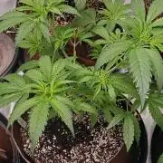 2nd 2026 GMAC JOTI Grape Diamonds ETHOS