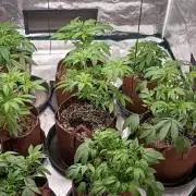 2nd 2026 PInk Kush 3 phenos Cuts