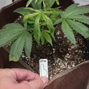 2nd 2026 PInk Kush 3 phenos Cuts