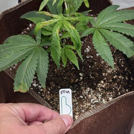 2nd 2026 PInk Kush 3 phenos Cuts