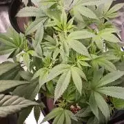 2nd 2026 PInk Kush 3 phenos Cuts