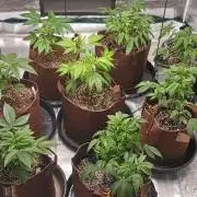 2nd 2026 GMAC JOTI Grape Diamonds ETHOS