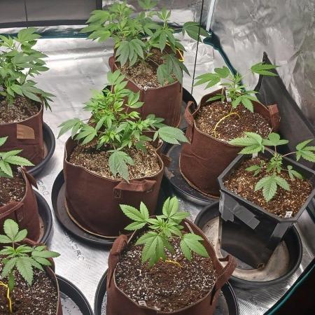 2nd 2026 PInk Kush 3 phenos Cuts
