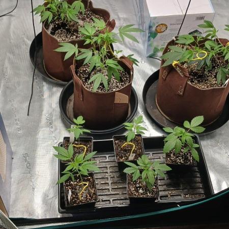 2nd 2026 PInk Kush 3 phenos Cuts
