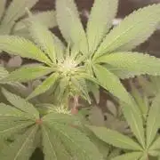 2nd 2026 PInk Kush 3 phenos Cuts