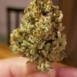DOUBLE GRAPE