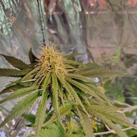 GG#4 and Purple Haze x Red Critical F1