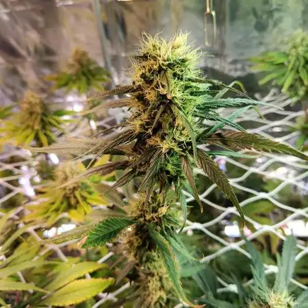 GG#4 and Purple Haze x Red Critical F1