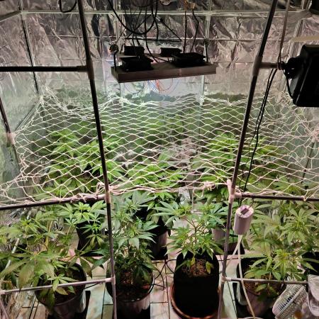 GG#4 and Purple Haze x Red Critical F1