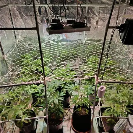 GG#4 and Purple Haze x Red Critical F1
