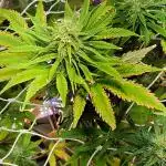 GG#4 and Purple Haze x Red Critical F1