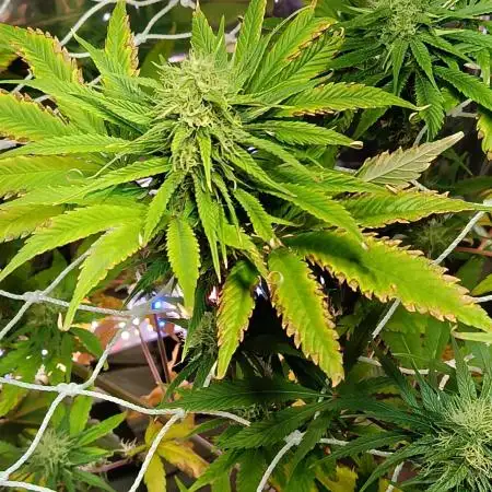 GG#4 and Purple Haze x Red Critical F1