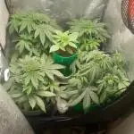 Test reg strains