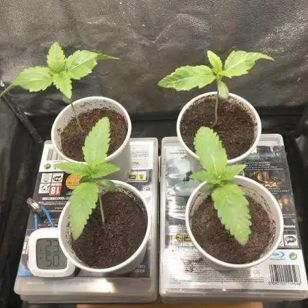 Test reg strains