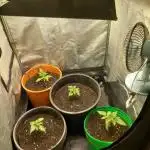 Test reg strains