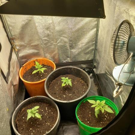 Test reg strains