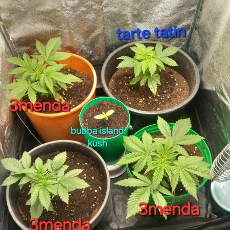 Test reg strains