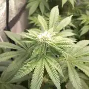 Test reg strains