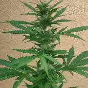 Rainbow Sherbet Autoflower