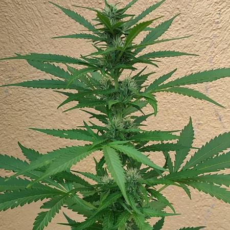 Rainbow Sherbet Autoflower