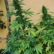 Auto Critical Orange Punch