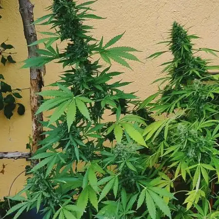 Auto Critical Orange Punch