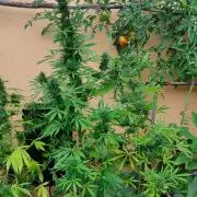 Rainbow Sherbet Autoflower