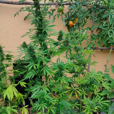 Rainbow Sherbet Autoflower