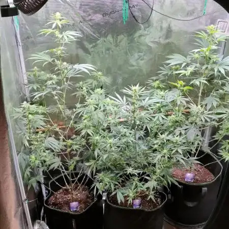 Eternity Grow Cup 2026