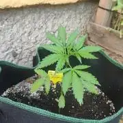 Rainbow Sherbet Autoflower