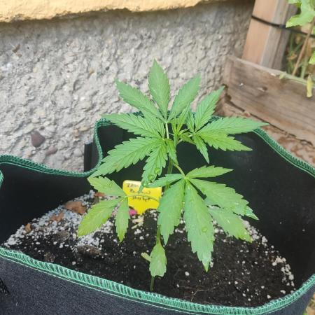 Rainbow Sherbet Autoflower