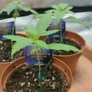 Eternity Grow Cup 2026