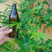 Rainbow Sherbet Autoflower