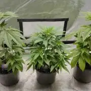 Eternity Grow Cup 2026