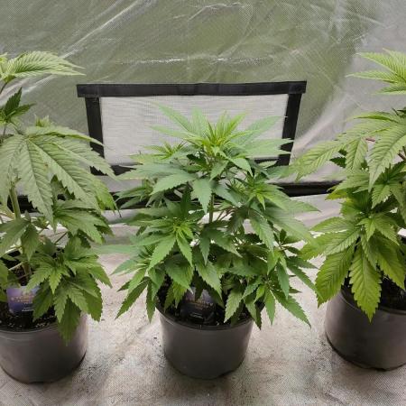 Eternity Grow Cup 2026