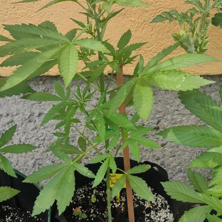 Rainbow Sherbet Autoflower