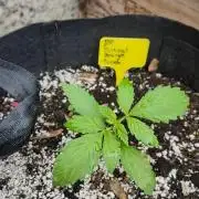 Auto Critical Orange Punch