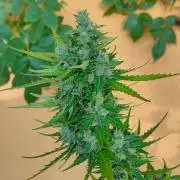 Rainbow Sherbet Autoflower