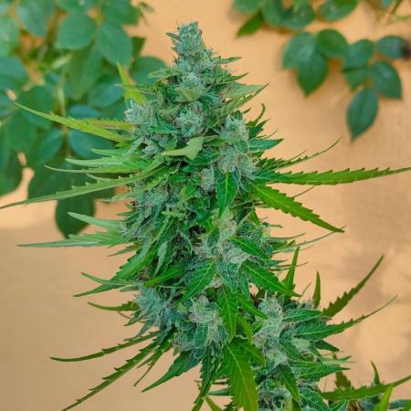 Rainbow Sherbet Autoflower
