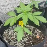 Auto Critical Orange Punch