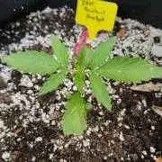 Rainbow Sherbet Autoflower