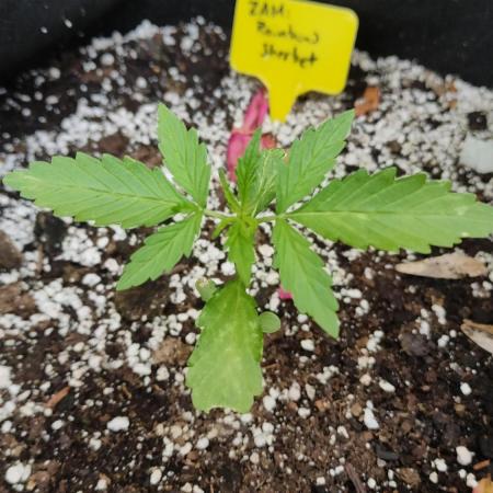 Rainbow Sherbet Autoflower