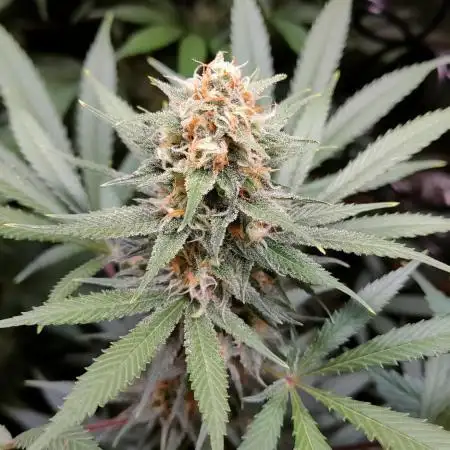 Eternity Grow Cup 2026