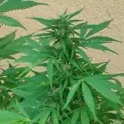 Rainbow Sherbet Autoflower
