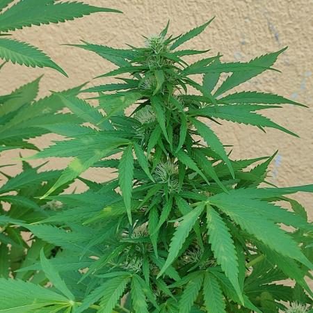 Rainbow Sherbet Autoflower