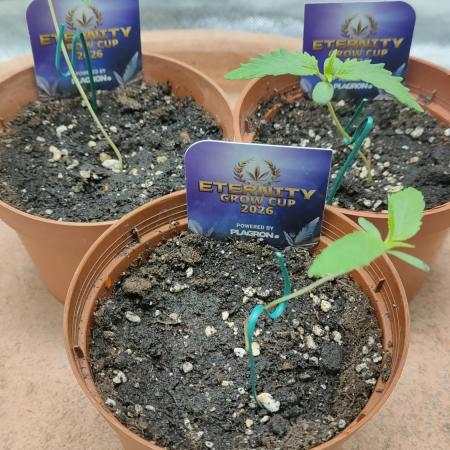 Eternity Grow Cup 2026